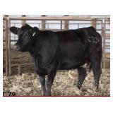 K M J MS SFORCE C334