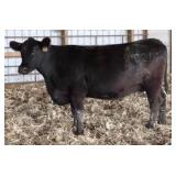 K M J MS CINFOCUS C217