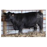 HRM MS DUAL FOCUS Z240