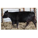 RAB MS SHARP IMG Z2980