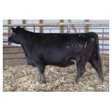 RAB MS PROTEGE Z9267