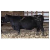 WINDCHIME ELBA P190 2525