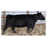 Chair Rock Predestined 2030