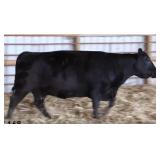 LSC Ruby of Tiffany 079