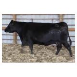 RAB-GAR MS PARKER 4674Y