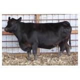 RAB MS FINAL ANSWER 784Y