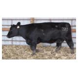 K M J MS SFORCE C321