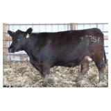 K M J MS BLACK JACK C356