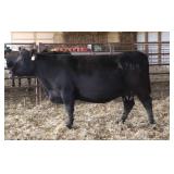 K M J MS PROPHET A209