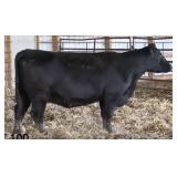 K M J MS DAYLITE B205