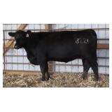 K M J MS ALL IN B221