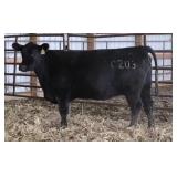 K M J MS Ingenuity C203