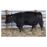 HRM MS DUAL FOCUS Z235