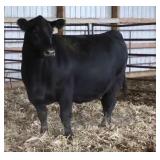 LSC MISS COUNTESS 0165