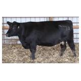 K M J MS NATIONAL B337