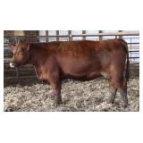 K M J MS PD701T B398