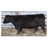 K M J MS SURE SHOT B214