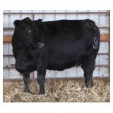 CHAIR ROCK FUSION 2151