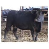 K M J MS NATIONAL B330