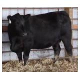 K M J MS PD701T B399