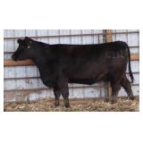 K M J MS PREDESTINED C212