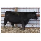 K M J MS CINFOCUS C216