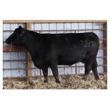 RAB MS PRM BEEF Z2975