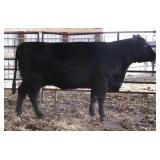 RAB MS TUITION Z29260