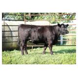 K M J MS SFORCE D348