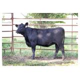 K M J MS Early Bird D241