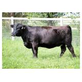 K M J MS SFORCE D101D302