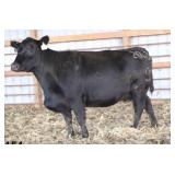 CHAIRROCKPREDESTINED2018