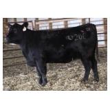 K M J MS PROPHET D206