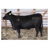 K M J MS MINFOCUS D213