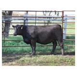 K M J MS PROPHET D3008