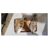 two mounted fish