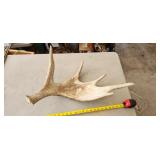 moose antler