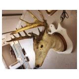 very old deer mount