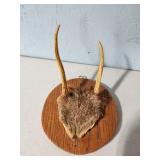 small antler mt