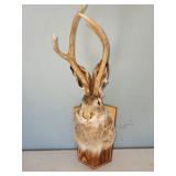 "Jack-o-lope" mount