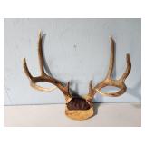 older buck antler mount