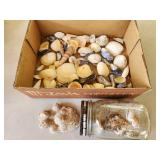 sea shells