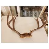 4x4 mule deer antlers