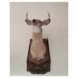 8 point whitetail deer shoulder mount