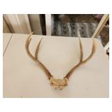 6 point whitetail deer antlers