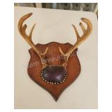 8-point whitetail deer mounted antlers