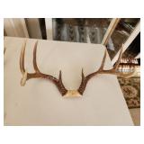 8-point whitetail deer antlers