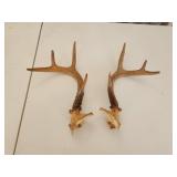8-point whitetail deer antlers