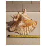 Authentic conch sea shell