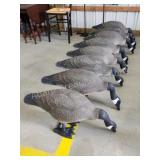 8 full body plastic Canadian geese decoys 8 full body plastic Canadian geese decoys